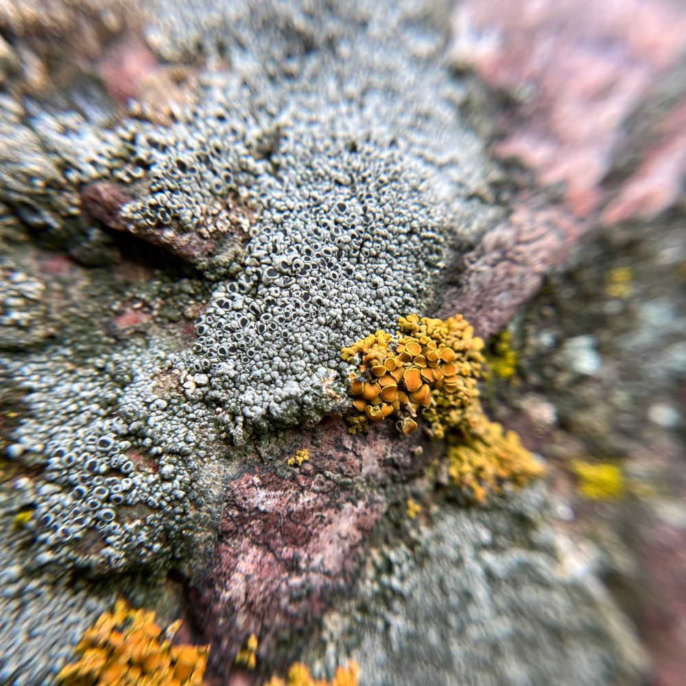 A more detailed shot of the grey pebble-like lichen reveals that the larger “pebbles” have little holes. There is a pretty golden lichen growing too with a similar texture