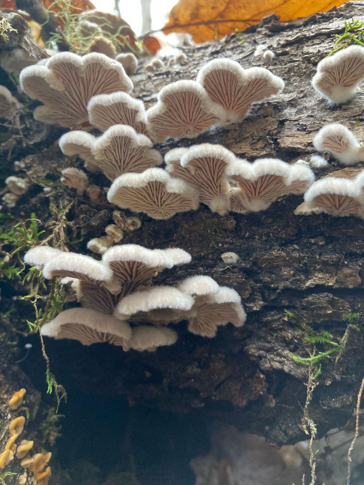 Some pretty split gill mushrooms growing on a mossy log. They are white and fuzzy on top with elegant gills underneath