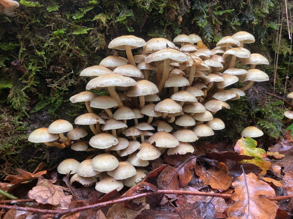 A big flush of buff-colored mushrooms sprouting from a mossy log