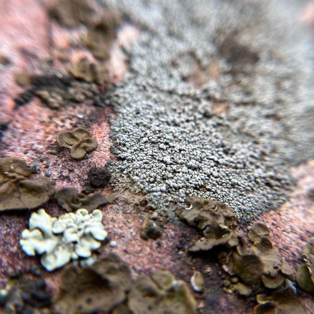 Some grey lichen that looks like fine pebbles is growing on a pinkish rock next to grey-green and brown lichens that looks like fine like blobby flowers