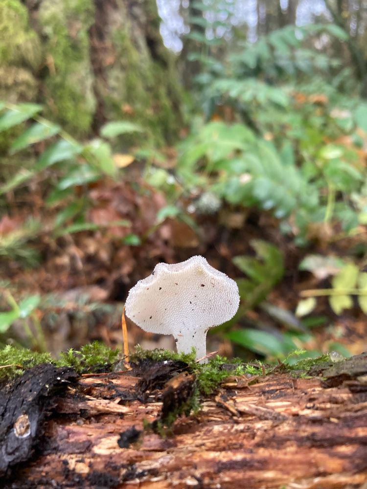 A white translucent mushroom with lots of little spines on its underside resembling a cat’s tongue in look and texture. It is growing on a decaying tree branch