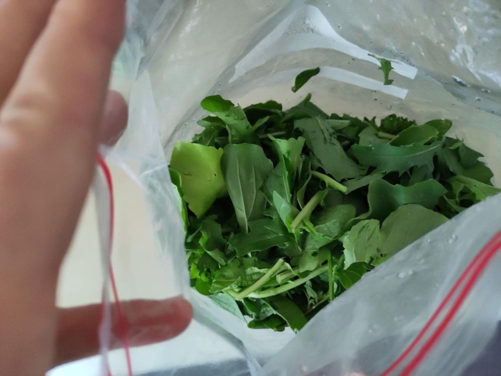a gallon ziploc bag of arugula leaves