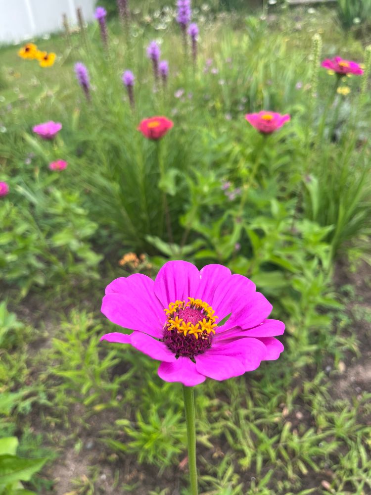 Zinnias, liatris, rudbeckia, yarrow in garden.