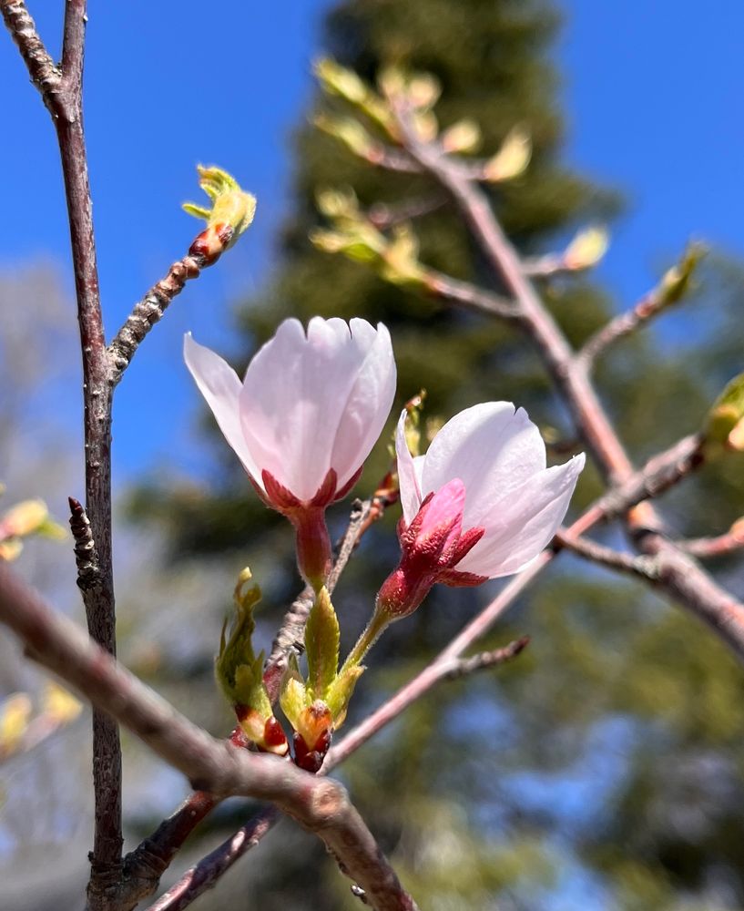 Small pink cherry blossoms on a yoshino cherry tree