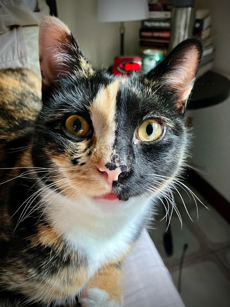 A close-up of the black and orange face of a very cute and expressive tortoiseshell/calico cat with bright green-gold eyes.