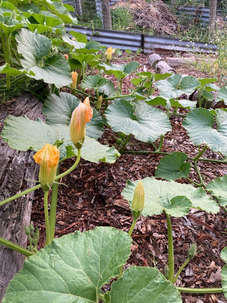 Pumpkins in bloom