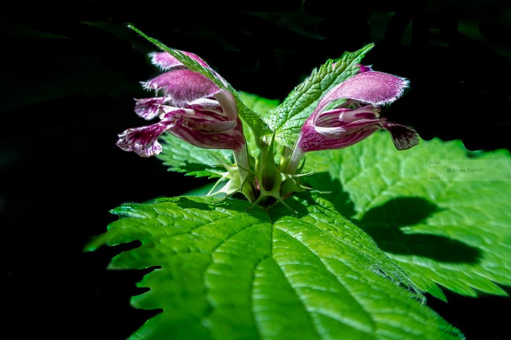 Lamium orvala o Falsa ortica maggiore 