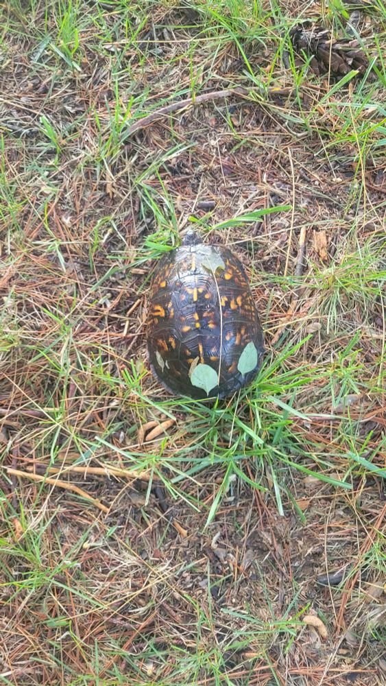 An eastern box turtle sitting in the grass with wet leaves plastered to its shell.