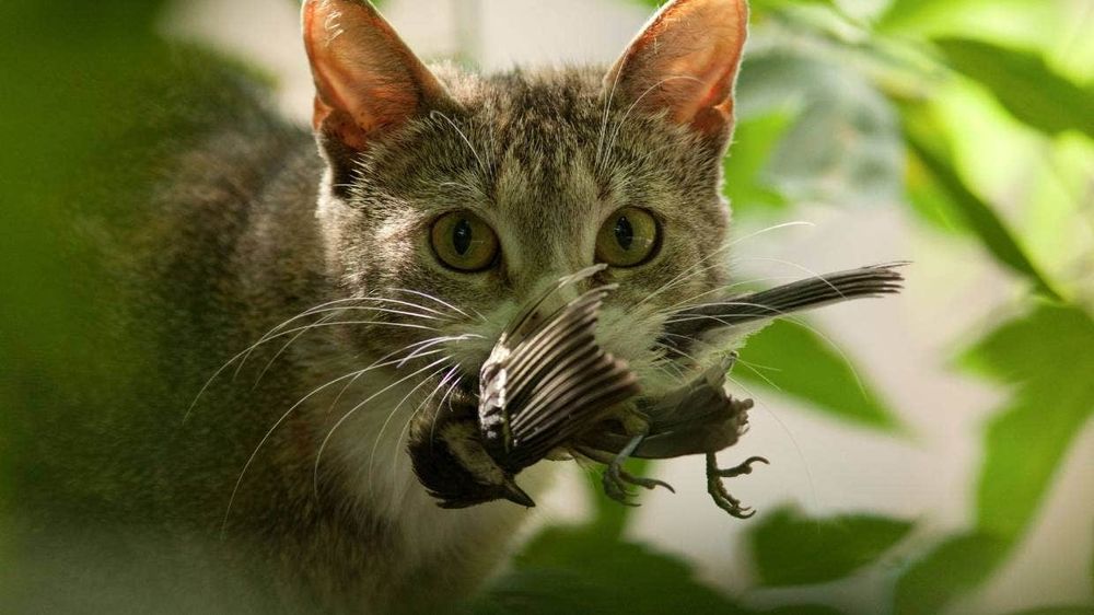 Cat with predated songbird in its mouth (Photograph: Vasiliy Vishnevskiy-Alamy)