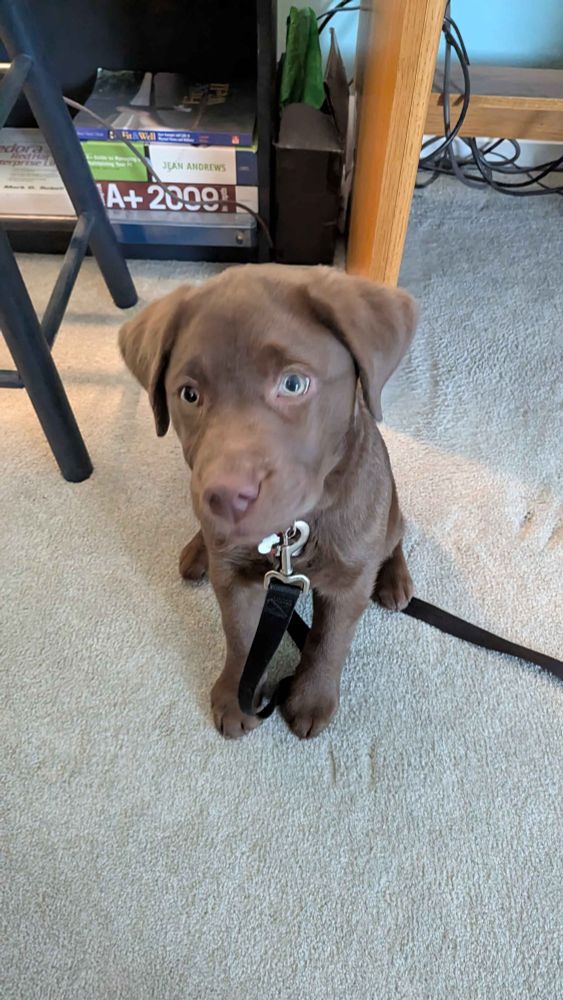 Chocolate lab puppy sitting and looking at the camera