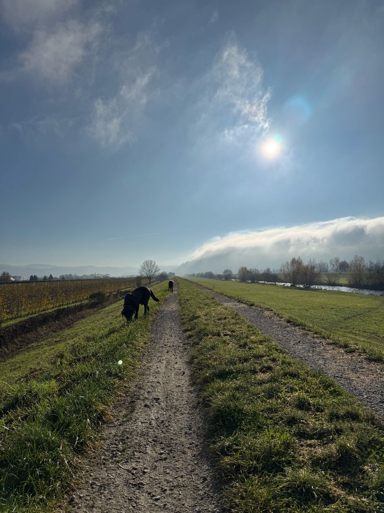 Blue Sky and Dogs
