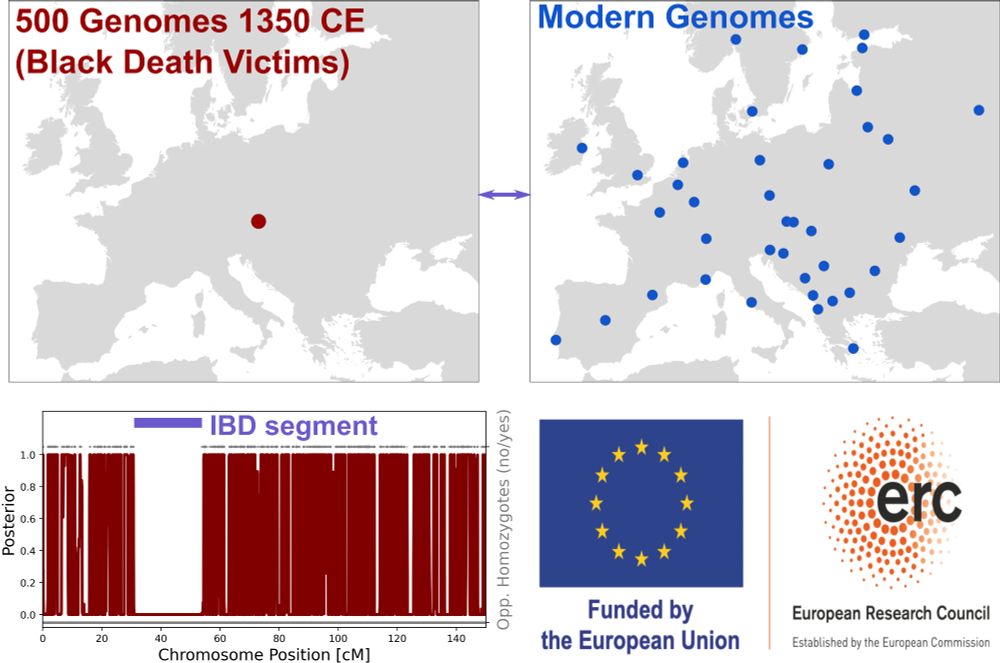 Sketch of IBD segments linking Medieval genomes from the Black Death (1350 CE) to modern Europeans. Logo of ERC-funded research.