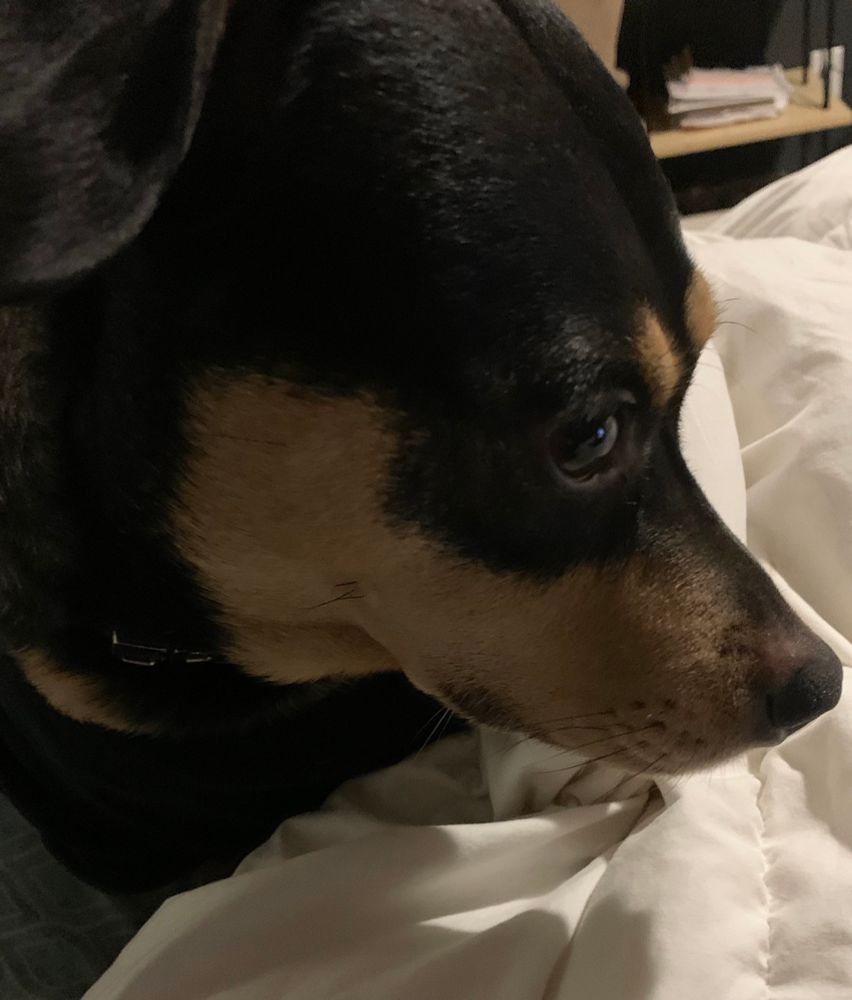 A dog giving the side eye 