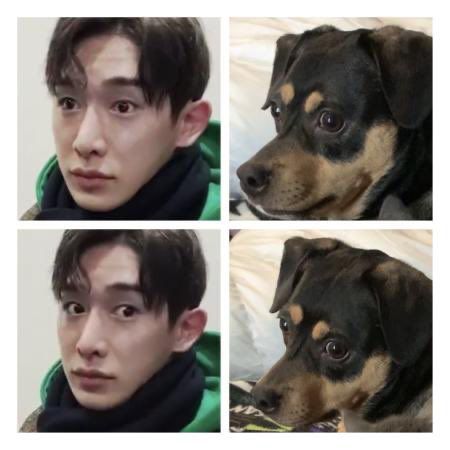 Two pictures of Wonho looking to the side next to two other pictures of a dog also looking to the side 