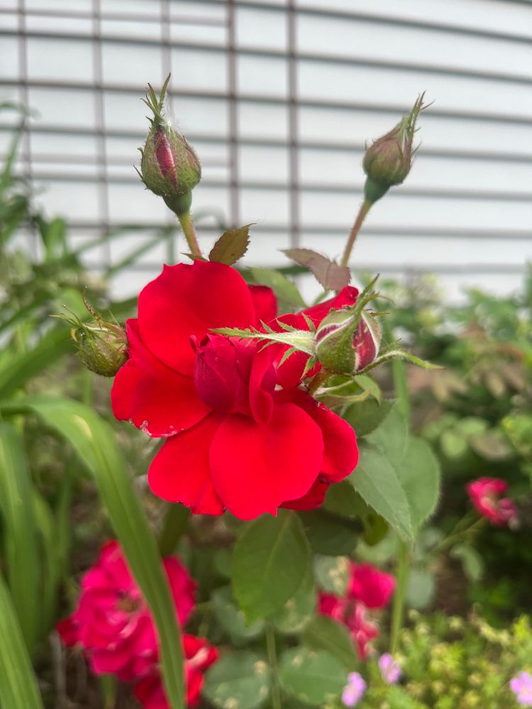 Red rose bud partially open