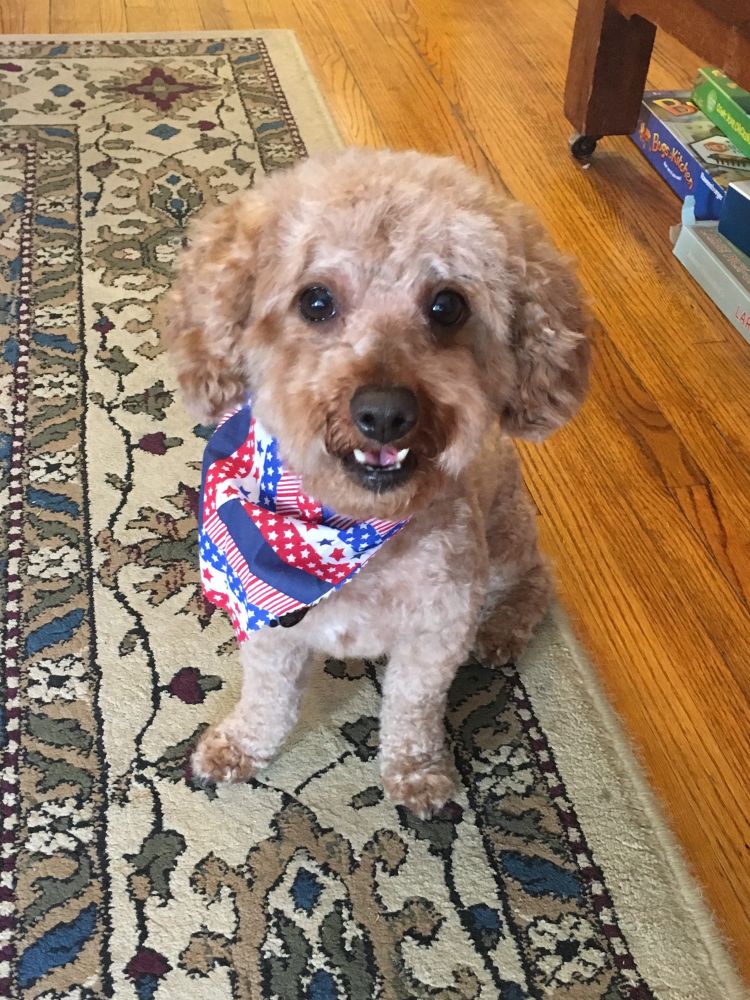 Happy brown toy poodle wearing a red, white, and blue bandana. 
