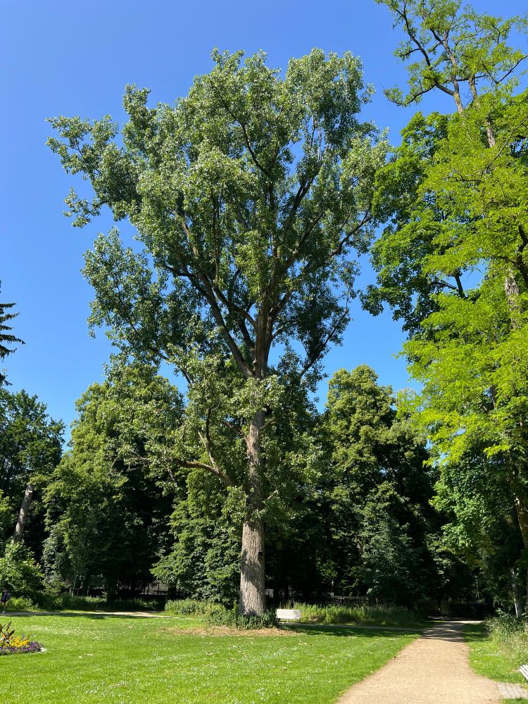 Aufnahme eines sehr hohen und alten Baumes in einem Park, rechts ein Weg, links liegt eine Grasfläche