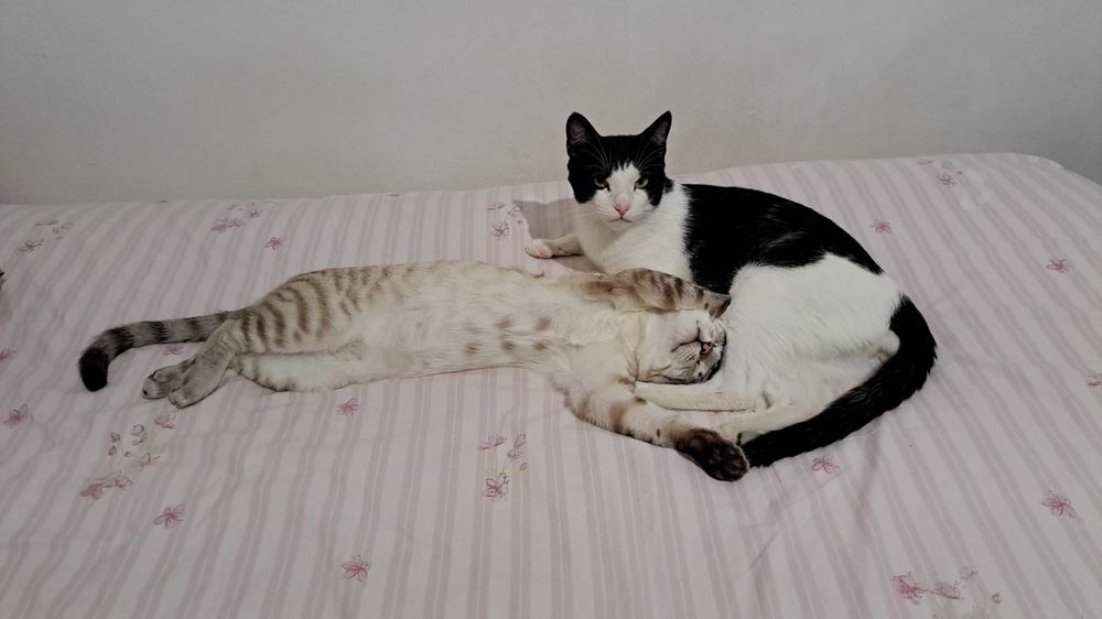 Gatos deitados juntos na cama - Tim e Atum