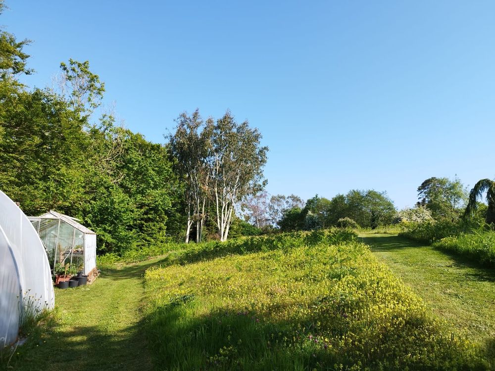 Yellow rattle in bloom