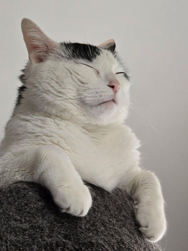 A chubby white cat with black spots on his head perches in a carpeted cat tree, eyes closed, looking zen 