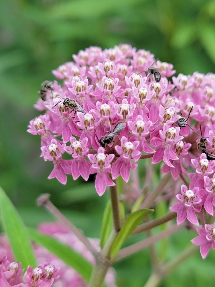 Wee bees on swamp milkweed