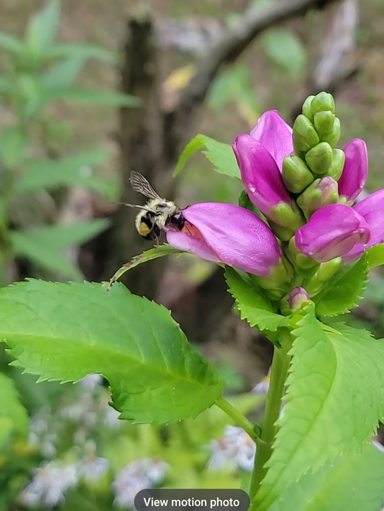 Bumbler about to enter the turtlehead blossom
