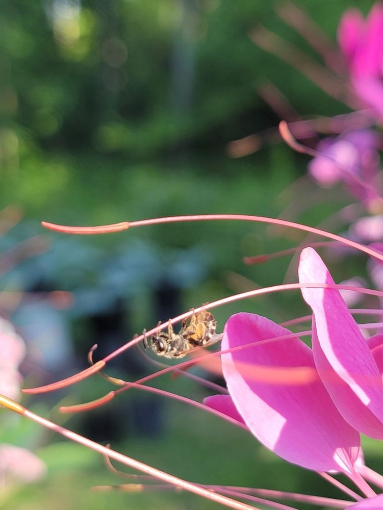 Wee bee on non-native cleome 