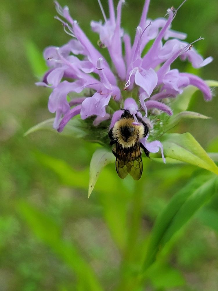 Bumblebee on wild beebalm
