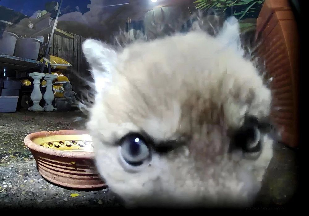 baby fox doing a 'no bitches' impression