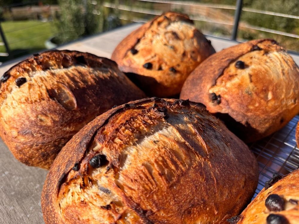 Dark chocolate sourdough loaves.