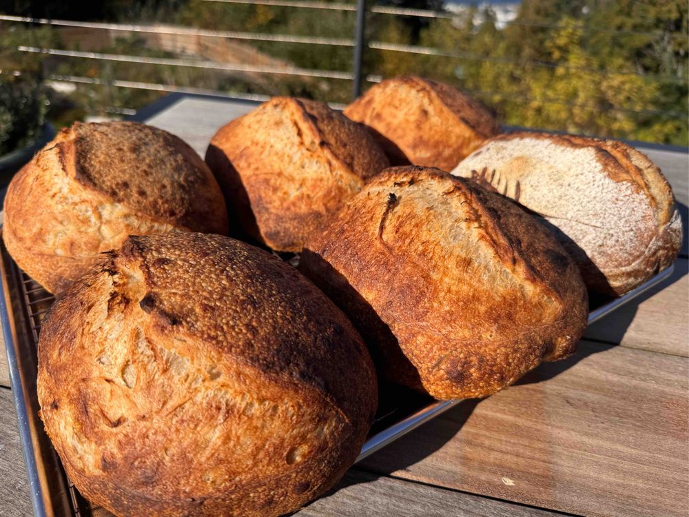 Buns in the sun.