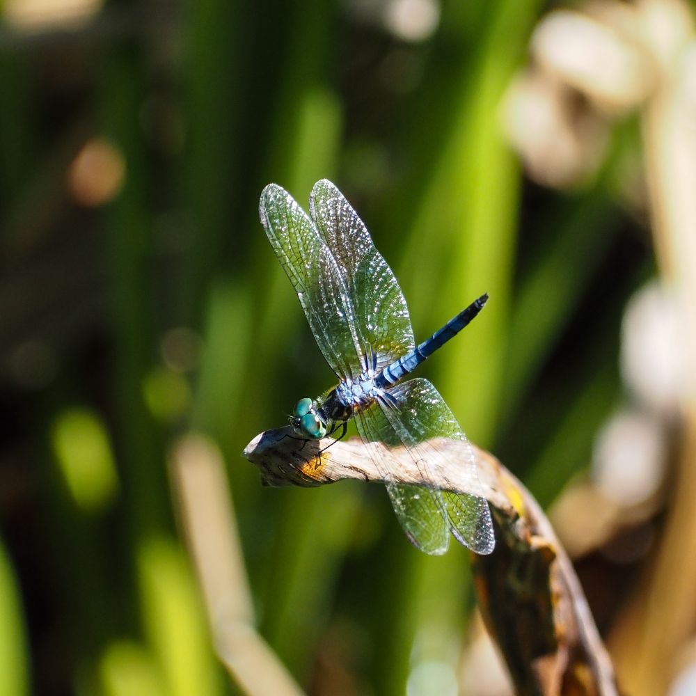 A Blue Dasher resting on the edge of a dried out leaf. 