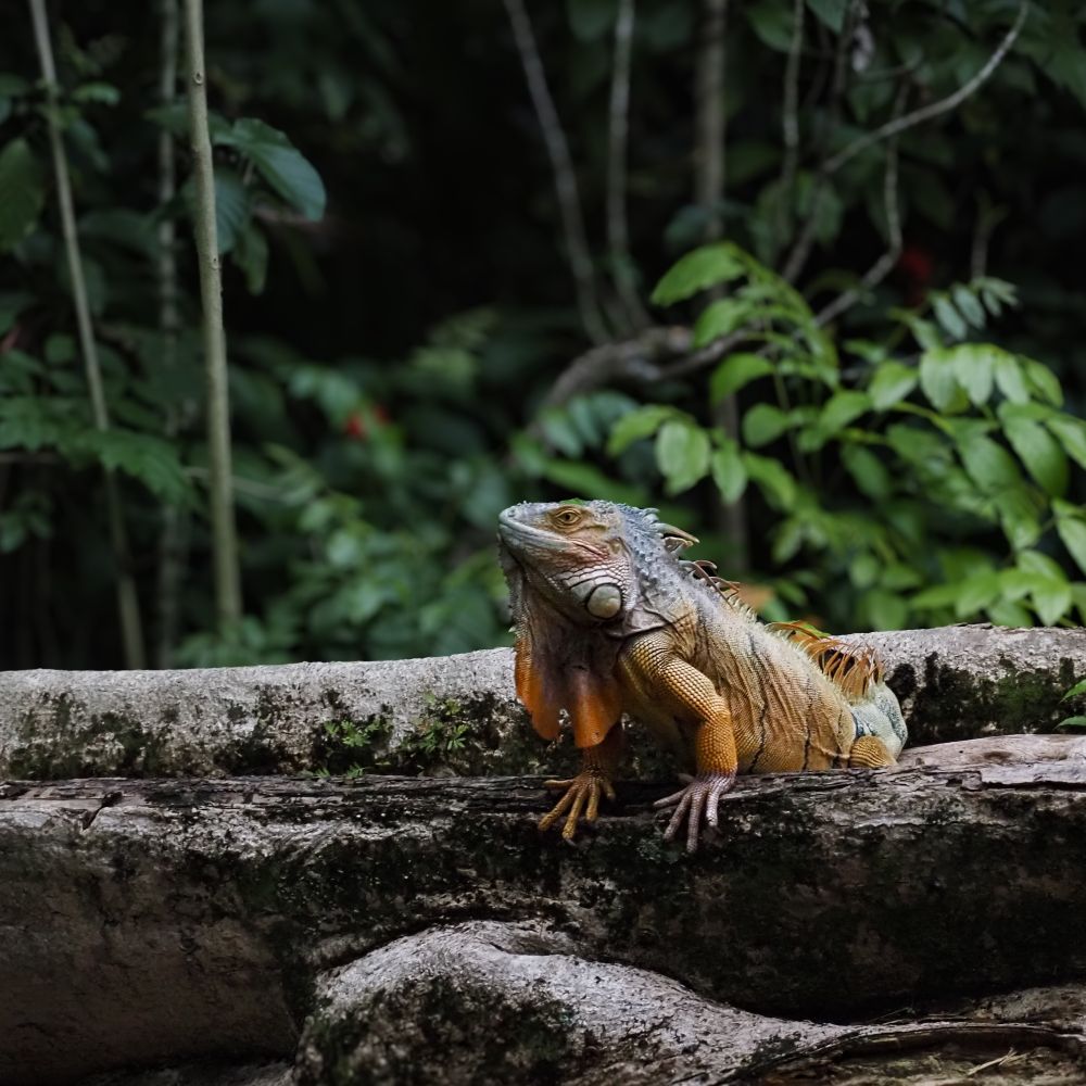 A large orange iguana sitting on a log