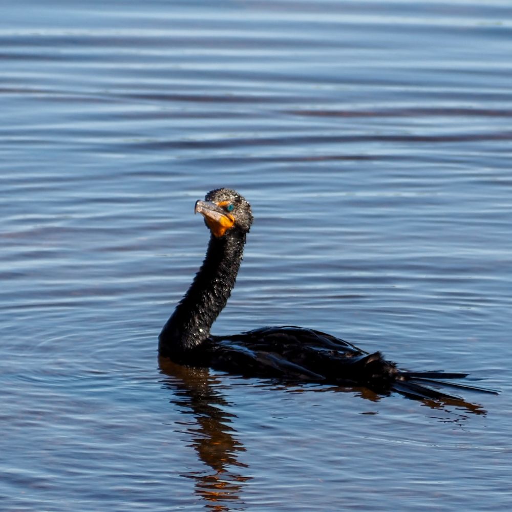 A cormorant swimming by and looking very angry. 


OM-D E-M10 mark IV
M.Zuiko ED 40-150mm F4.0-5.6
150mm     f/5.6     ISO200     1/640 sec