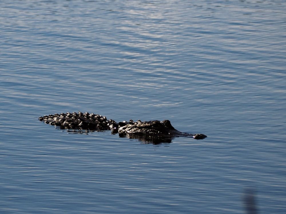 An alligator floating in blue water with the sun glaring off of it.


OM-D E-M10 mark IV
M.Zuiko ED 40-150mm F4.0-5.6
150mm     f/5.6     ISO200     1/1600 sec