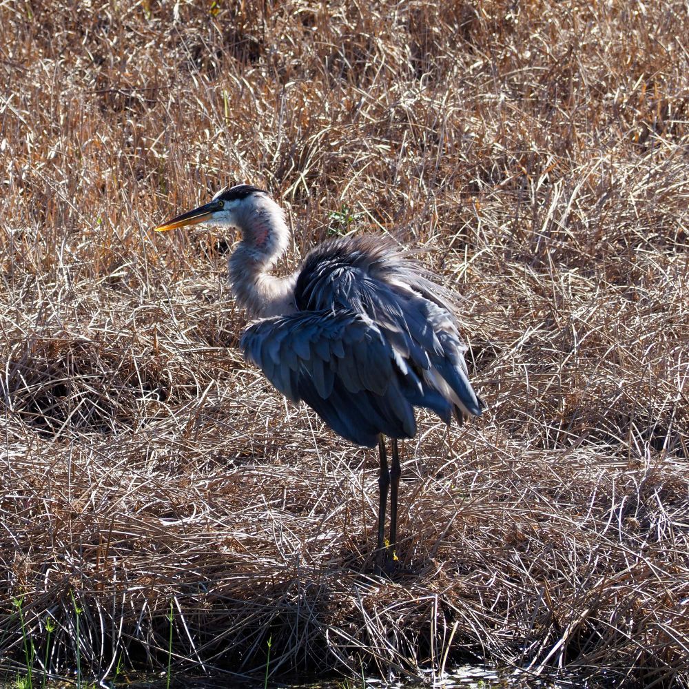 A Great Blue Heron with its feathers all fluffed out. 


OM-D E-M10 mark IV
M.Zuiko ED 40-150mm F4.0-5.6
150mm     f/8     ISO200     1/250 sec