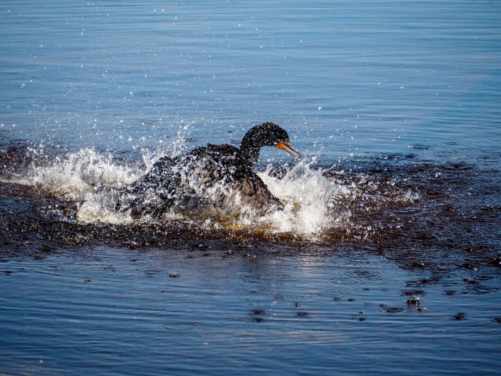 The same cormorant splashing around in the water. 


OM-D E-M10 mark IV
M.Zuiko ED 40-150mm F4.0-5.6
150mm     f/5.6     ISO200     1/640 sec