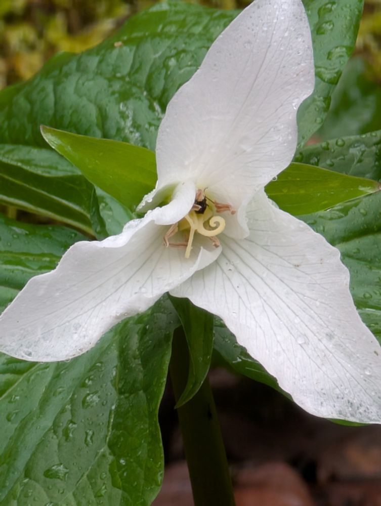 A close up photograph of a Trillium flower.  The white flower pops against the green leafy background.

Everything about the Trillium is in groups of threes, petals and leaves.

Today it was raining so the leaves and petals are dotted with raindrops.
