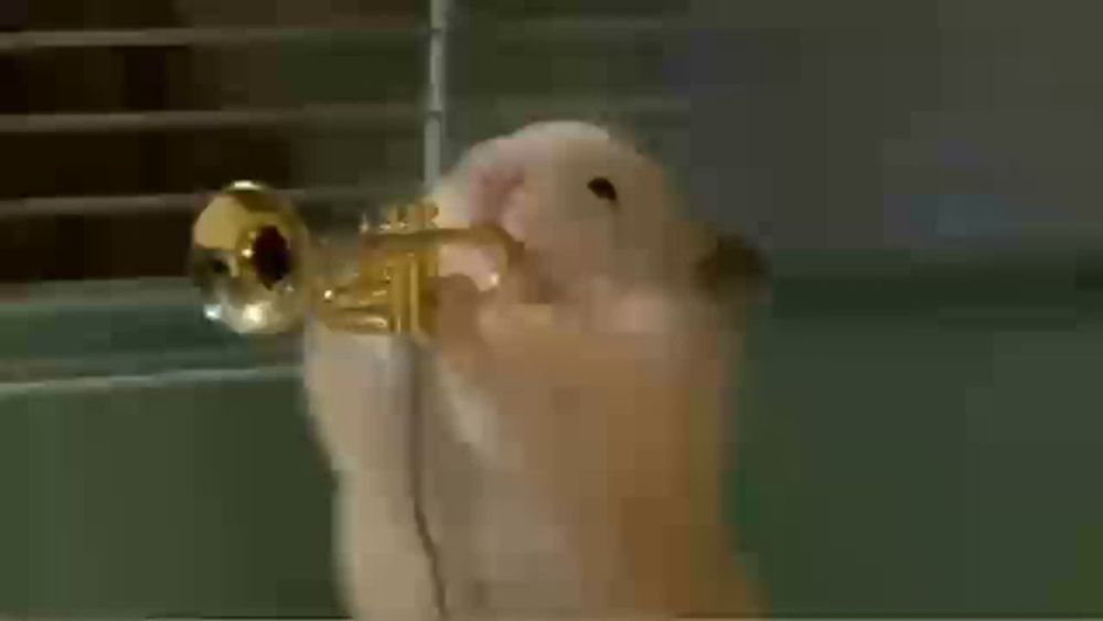 a hamster is holding a trumpet in its mouth in a cage .