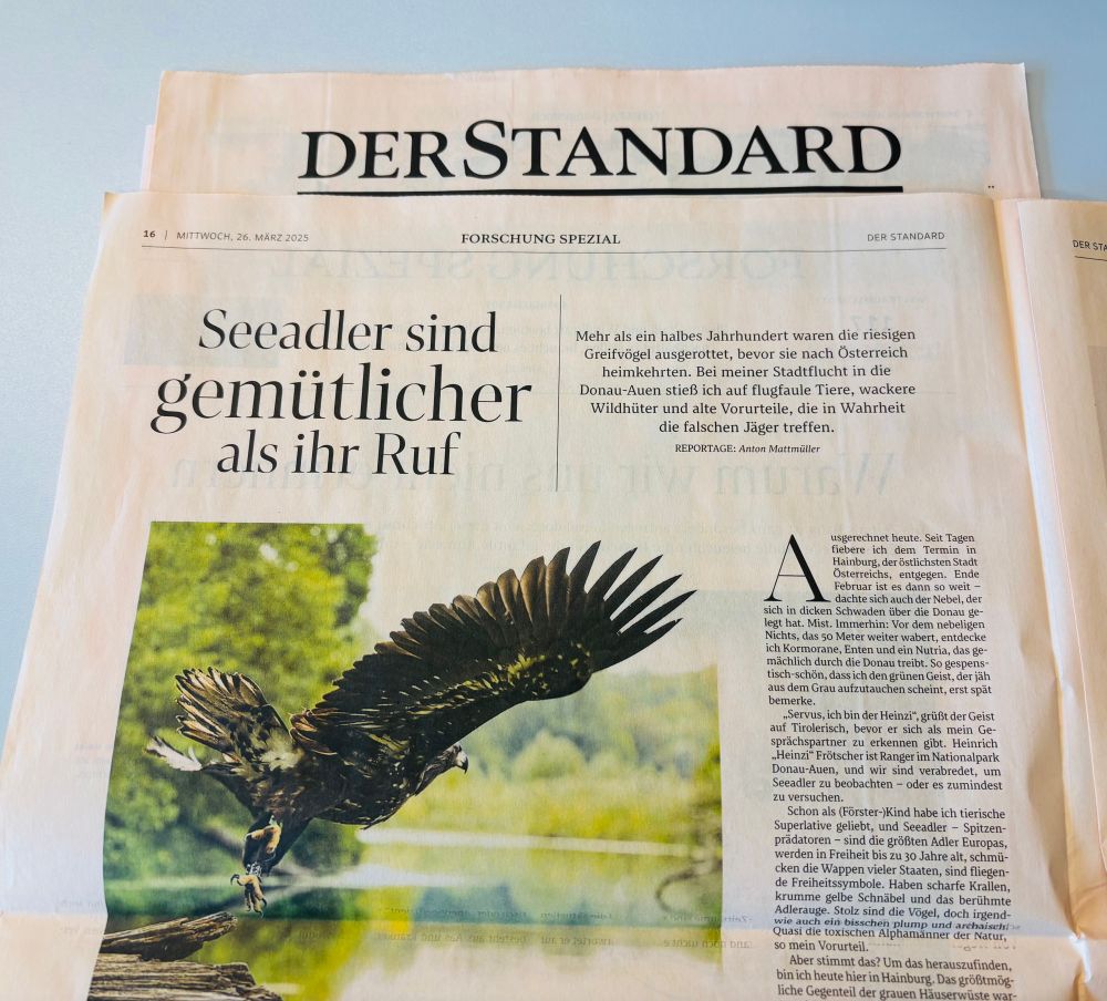 Printausgabe DerStandard mit einem Bild des Seeadlers
