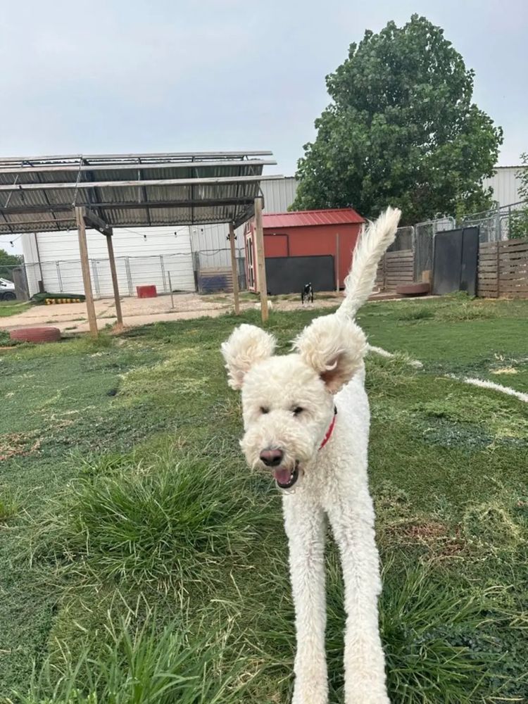 Cream colored golden doodle mid-leap in the air