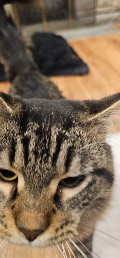 Weird Jerma (a large brown-tabby patterned domestic long-hair with yellow eyes) approaches the camera