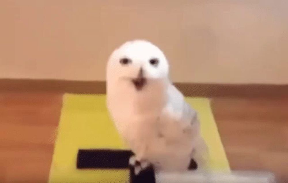 a white owl is sitting on top of a yellow mat .