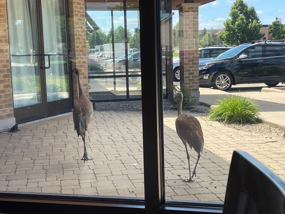 A pair of sandhill cranes walk away from a restaurant window
