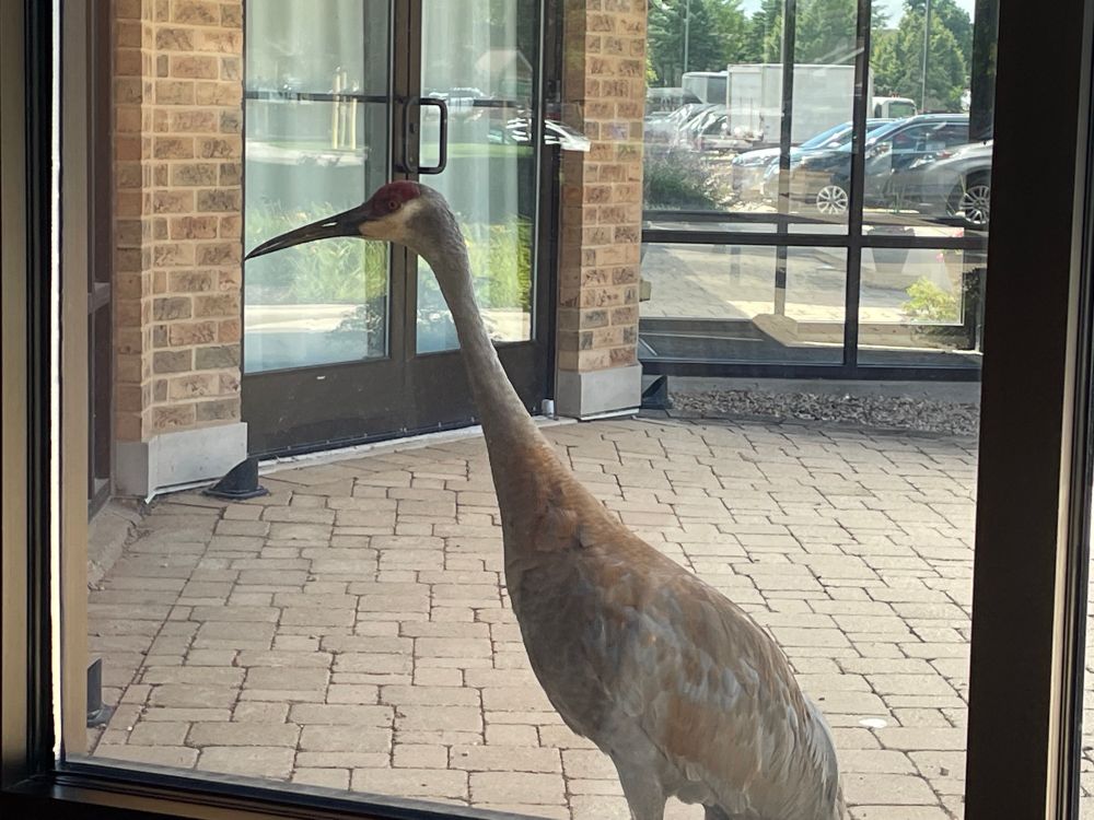 A Sandhill crane peers into a restaurant window 