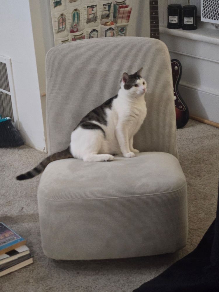 Casper, a perfect young man of the feline extraction, watching my wife eat pizza with great interest.