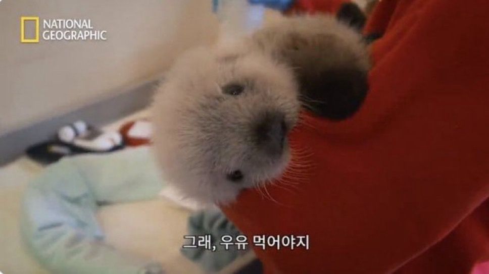 내셔널지오그래픽 다큐의 한 장면을 캡쳐한 사진. 아기 해달이 사육사의 품에 안겨있다. 밑에 자막으로 ’그래, 우유 먹어야지‘라는 문구가 쓰여있다.
