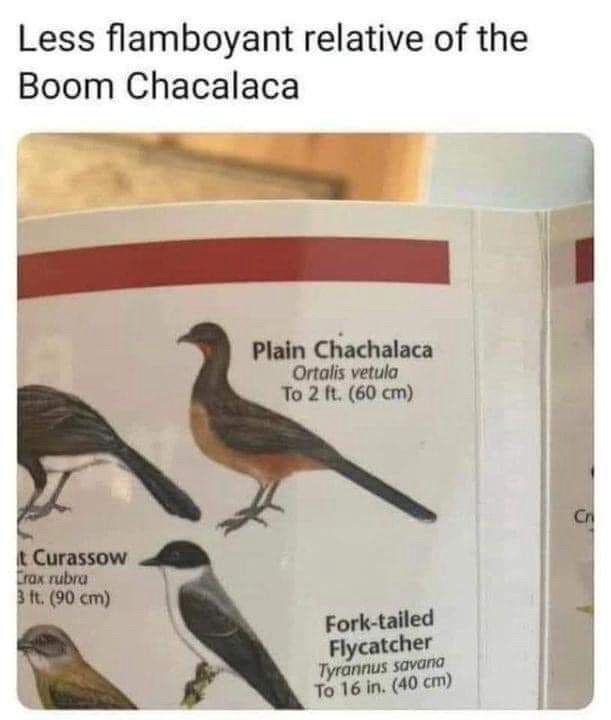 From bird guide:

Less flamboyant relative of the Boom Chacalaca
Plain Chachalaca
Ortalis vetula
To 2 ft. (60 cm)