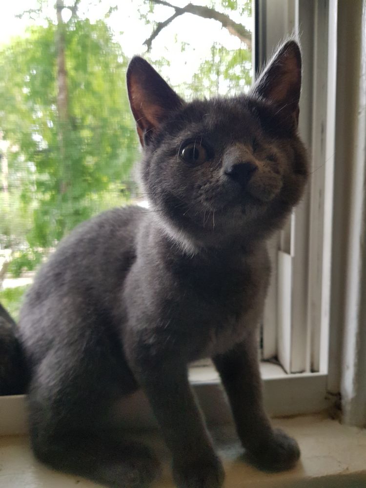 Kitaro, a 3mo old grey kitten with one eye mugging for the camera on his favorite window sill
