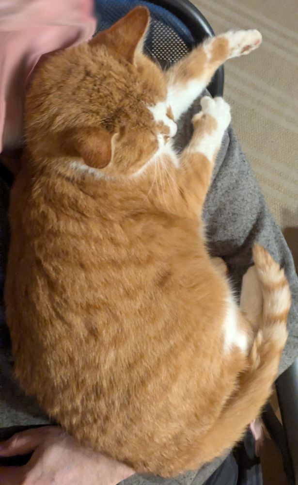 Eine Katze die auf dem Oberkörper bzw. der Schulter des TE liegt.